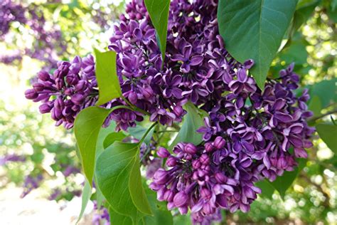 庭院適合種什麼樹|【庭院樹種】庭院種植必備：花香四溢、寓意極佳的15種觀花喬木。